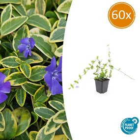 Vinca Minor 'Blue and Gold' - 20cm