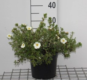 Potentilla fruticosa 'Tilford Cream' - pot 3L - 25-30 cm -