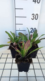 Hesperis matronalis - pot 9x9 cm