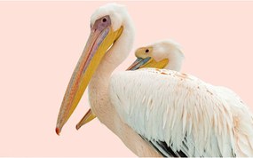 Goossens Schilderij Pink Pelican, 148 x 98 cm