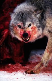 Foto Grey wolf (Canis lupus) snarling over fresh kill, John Giustina, (26.7 x 40 cm)