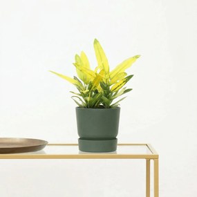 Codiaeum variegatum 'Sunny Star' - 30 cm