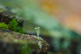 Foto moss forest litter macro, fantastic plants., jinjo0222988
