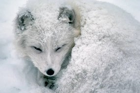 Foto Arctic Fox Sleeping in Snow, Richard Hamilton Smith, (40 x 26.7 cm)
