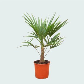 Trachycarpus Fortunei - 85cm
