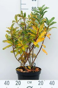 Azalea knaphill - wit - pot 7,5L - 80+ cm