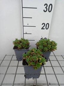 Aubrieta 'Rosenteppich' - pot 9x9 cm