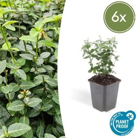 Euonymus fortunei radicans - 20cm