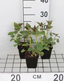 Agastache 'Blue Fortune' - pot 9x9 cm (Dropplant) -