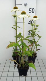 Echinacea purpurea 'PAS702918' (PowWow White) - pot 9x9 cm -
