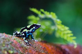 Foto Green and black poison dart Frog,, pchoui