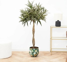 Dracaena Reflexa Valentina gevlochten stam - 90cm