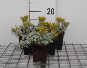 Sedum spathulifolium 'Cape Blanco' - pot 9x9 cm -