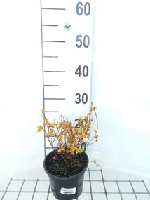 Spiraea japonica 'Golden Princess' - pot 1,3L - 20-25 cm