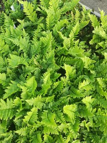 Dryopteris cristata - pot 9x9 cm