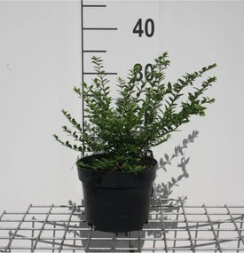 Lonicera nitida 'Maigrün' - pot 2L - 30-40 cm -