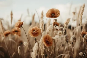 Foto Orange Poppy Field, Treechild