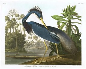 John James (after) Audubon - Kunstdruk Louisiana Heron, 1834, (40 x 30 cm)