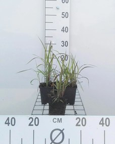 Miscanthus 'Purpurascens' - pot 9x9 cm