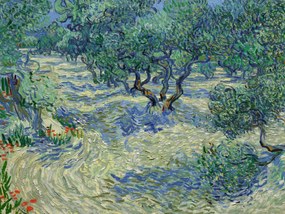 Kunstdruk Olive Orchard - Vincent van Gogh, (40 x 30 cm)