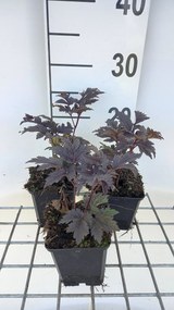 Actaea 'Chocoholic' - pot 9x9 cm
