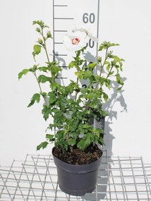Hibiscus syriacus'Red Heart'- pot - 40-60 cm - Althaeastruik