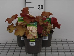Heuchera 'Caramel' - pot 2L -