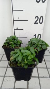 Gentiana septemfida var. lagodechiana - pot 9x9 cm