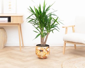 Yucca Elephantipes vertakt - 120cm