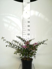 Abelia 'Edward Goucher' - pot - 25-30 cm -