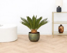 Cycas Revoluta - 60cm