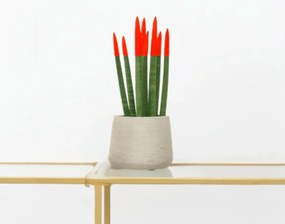 Sansevieria Cylindrica Velvet Touchz rood - 25cm