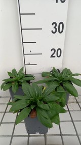 Oenothera fruticosa 'Sonnenwende' - pot 9x9 cm