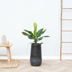 Combi deal - Bananenplant inclusief Vaas Elisa Mystic - 120cm