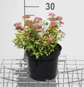 Spiraea japonica'Goldmound'- pot 3L - 25-30 cm