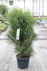 Frangula alnus 'Ron Williams' (Fine Line) - pot 35L - 125-150 cm