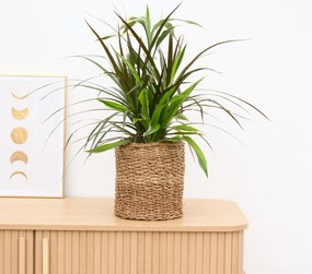 Dracaena combo edition - 60cm