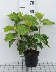 Hydrangea quercifolia 'Sike's Dwarf' - pot - 30-40 cm -