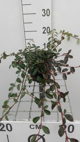Cotoneaster dammeri - pot 1,3L - 20-30 cm -