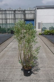 Salix babylonica 'Tortuosa' - pot 12L - 100-125 cm