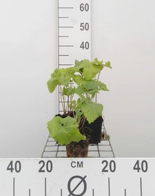 Phlomis tuberosa - pot 9x9 cm -