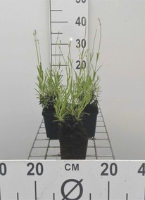Lavandula angustifolia - pot 9x9 cm (Lavendel)