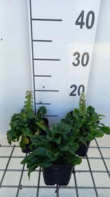 Ajuga reptans 'Alba' - pot 9x9 cm -