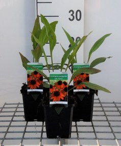 Echinacea 'Tiki Torch' - pot 9x9 cm -