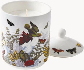 Geurkaars Jardin D'Hiver (Vijgenboom)