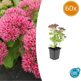 Sedum 'Herbstfreude' - 20cm