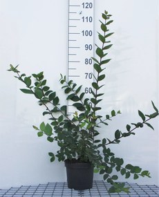 Lonicera fragrantissima - pot - 40-50 cm -