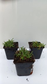 Achillea tomentosa'Aurea'- pot 9x9 cm