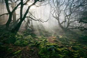 Foto Light hinging through trees/., James Mills