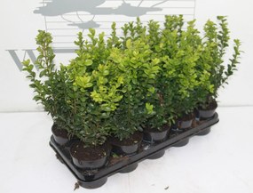 Buxus sempervirens - pot - 20-25 cm -